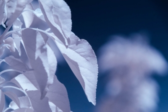 18-140mm@140mm f/5.6 shutter:1/750 iso:200